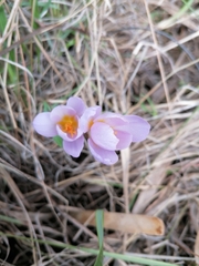 Crocus serotinus