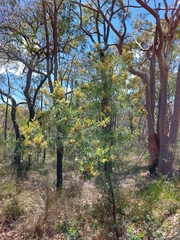 Acacia parvipinnula