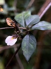 Blepharis maderaspatensis