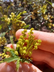 Acacia parvipinnula