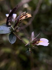 Blepharis maderaspatensis