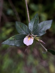 Blepharis maderaspatensis