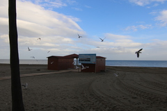 Chroicocephalus ridibundus