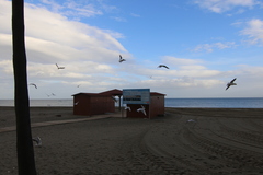 Chroicocephalus ridibundus