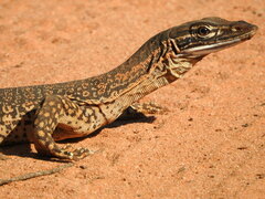 Varanus gouldii