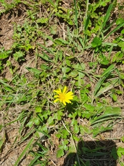 Arctotheca prostrata