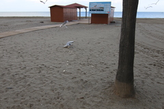 Chroicocephalus ridibundus