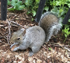 Sciurus carolinensis