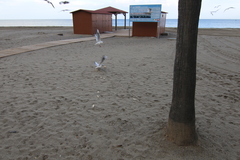 Chroicocephalus ridibundus