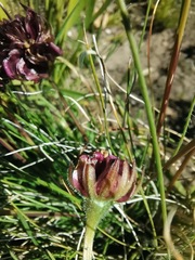 Dimorphotheca montana