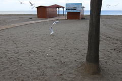 Chroicocephalus ridibundus