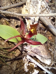 Chiloglottis triceratops
