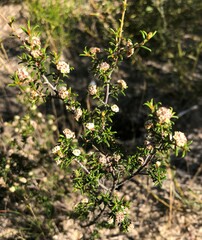 Spyridium eriocephalum