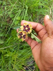 Pachycarpus concolor
