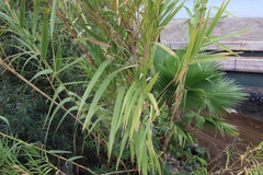 Arundo donax