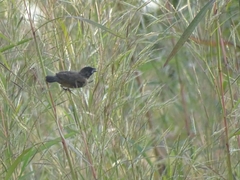 Spermestes cucullata