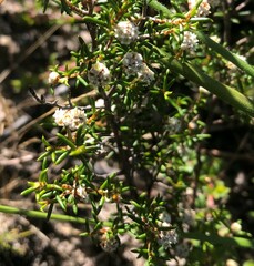 Spyridium eriocephalum