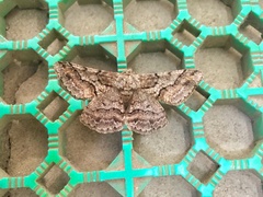 Megabiston plumosaria