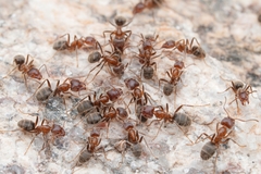 Liometopum apiculatum