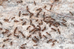 Liometopum apiculatum