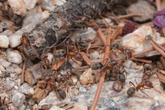 Liometopum apiculatum