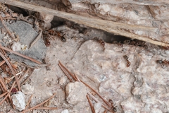 Liometopum apiculatum