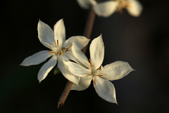 Image of Tricalysia jasminiflora