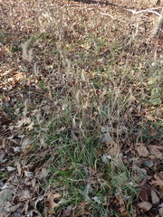 Elymus villosus