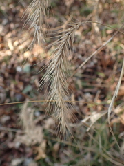 Elymus villosus