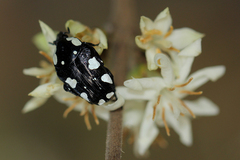 Mausoleopsis amabilis