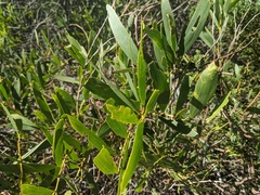 Acacia longifolia sophorae