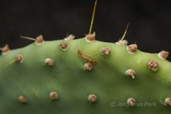 Camponotus festinatus