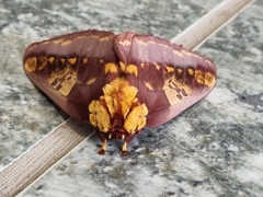 Citheronia phoronea