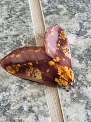 Citheronia phoronea