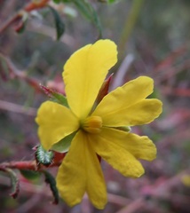 Hibbertia empetrifolia