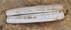 Ensis minor