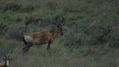 Alcelaphus buselaphus caama