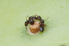 Crematogaster dentinodis