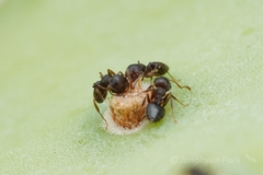 Crematogaster dentinodis
