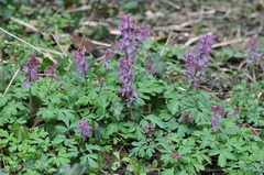 Corydalis cava