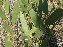 Acacia longifolia sophorae