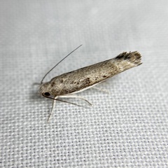 Xylorycta melaleucae