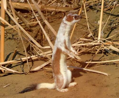 Eurasian Stoat