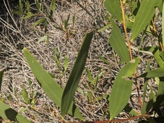 Acacia longifolia sophorae