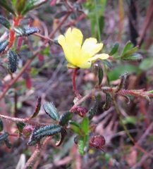Hibbertia empetrifolia