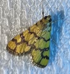Glycythyma