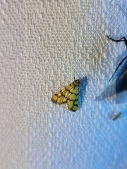 Glycythyma