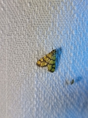 Glycythyma