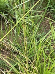 Hemistigma albipunctum