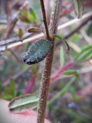 Hibbertia empetrifolia